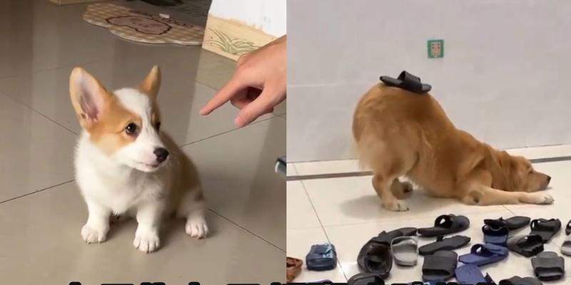 幼犬爱咬拖鞋的十大原因及有效纠正方法详解