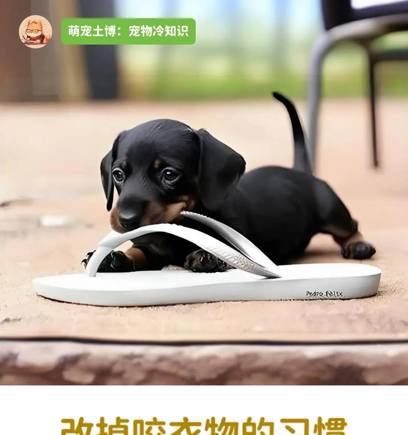 幼犬爱咬拖鞋的十大原因及有效纠正方法详解