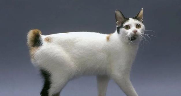 最受欢迎的宠物品种选择指南:从猫咪到仓鼠的十大伴侣推荐 最受欢迎的宠物品种选择指南:从猫咪到仓鼠的十大伴侣推荐