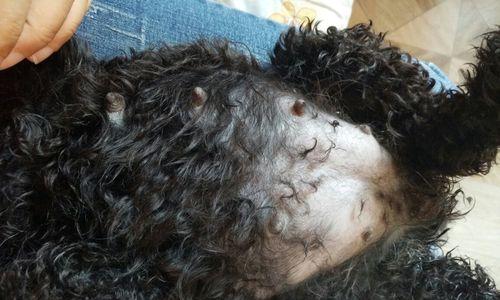 泰迪犬怀孕初期迹象详解,饲主如何识别与应对 泰迪犬怀孕初期迹象详解,饲主如何识别与应对