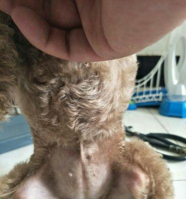 泰迪犬怀孕初期迹象详解,饲主如何识别与应对 泰迪犬怀孕初期迹象详解,饲主如何识别与应对