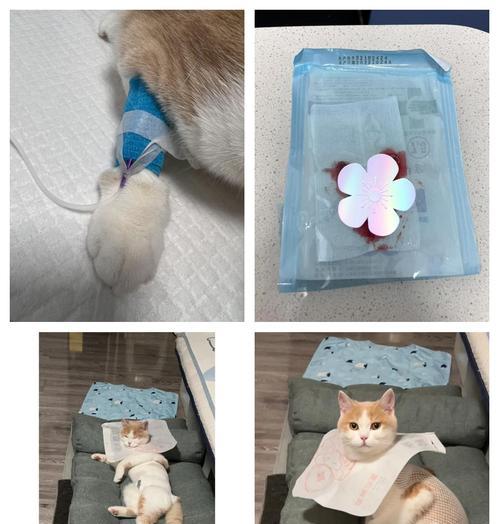 母猫绝育术后护理全攻略:恢复要点与并发症预防 母猫绝育术后护理全攻略:恢复要点与并发症预防
