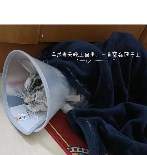 母猫绝育术后护理全攻略:恢复要点与并发症预防 母猫绝育术后护理全攻略:恢复要点与并发症预防