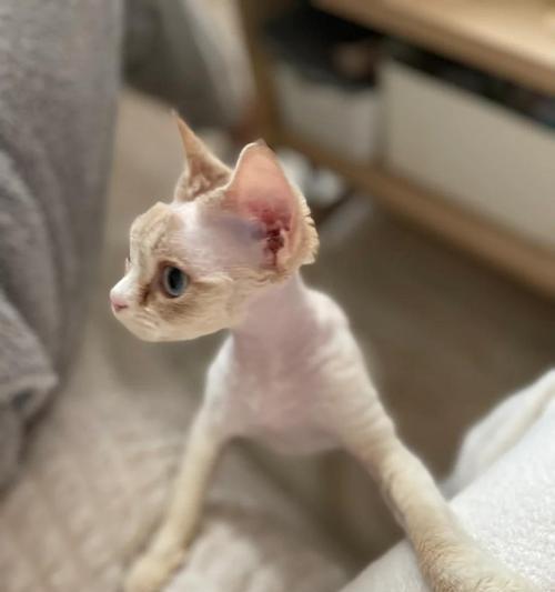 蓝猫打喷嚏流鼻涕应对指南，感冒预防与全面护理方法