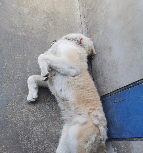 狗狗爱打滚的6大原因与健康警示，主人必读的养护指南