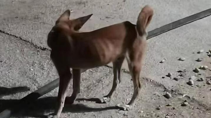 狗狗爱打滚的6大原因与健康警示，主人必读的养护指南