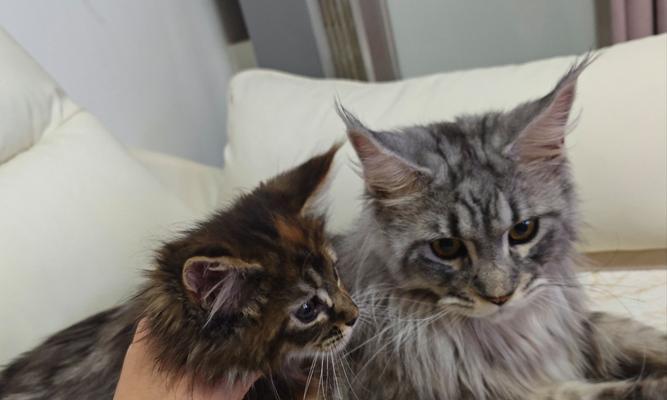 小猫中毒后如何有效康复?全面治疗与护理方法指南 小猫中毒后如何有效康复?全面治疗与护理方法指南