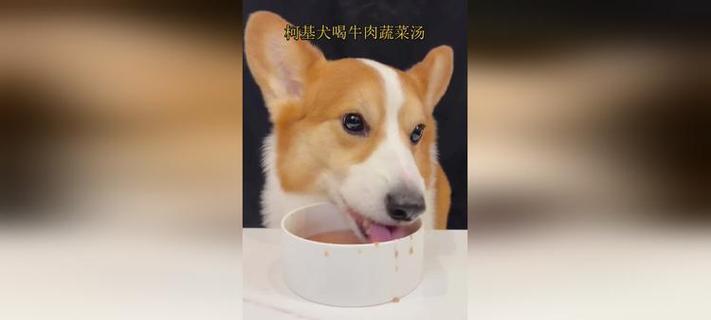 柯基犬能吃什么蔬菜？15种有益蔬菜与喂养技巧指南