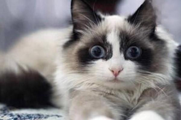 犬猫嵌顿包茎症状识别与治疗方案详解，预防阴茎坏死