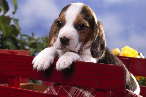 犬猫包皮龟头炎症状识别与专业治疗方案详解