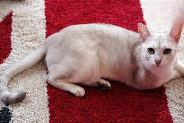 犬猫包皮龟头炎症状识别与专业治疗方案详解