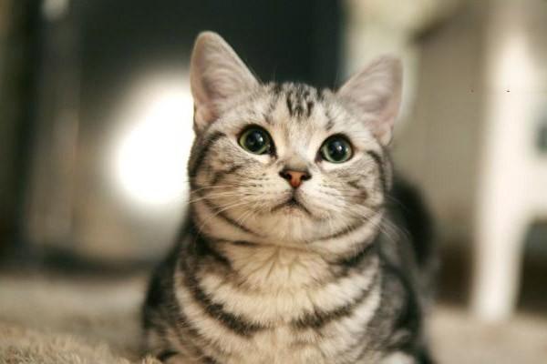 犬猫外阴炎阴道炎症状识别与专业治疗方案详解