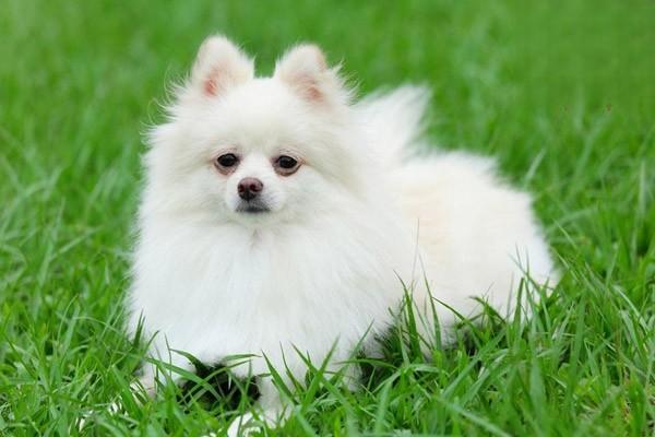 犬阴道增生症状与治疗方案详解，助您应对母犬发情期困扰