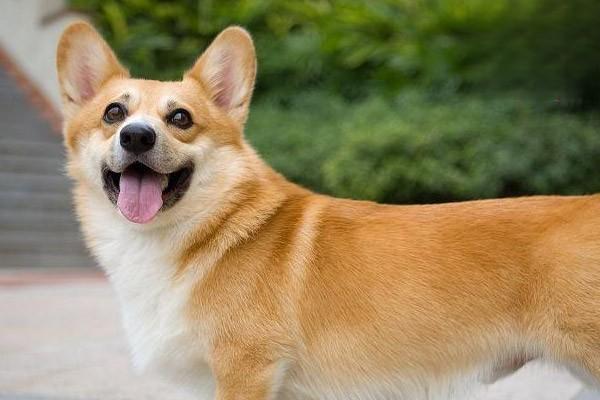 犬猫外阴炎阴道炎症状识别与专业治疗方案详解