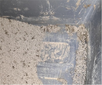 抑菌小球猫砂深度评测:结团易碎与粘底问题是否值得入手? 抑菌小球猫砂深度评测:结团易碎与粘底问题是否值得入手?