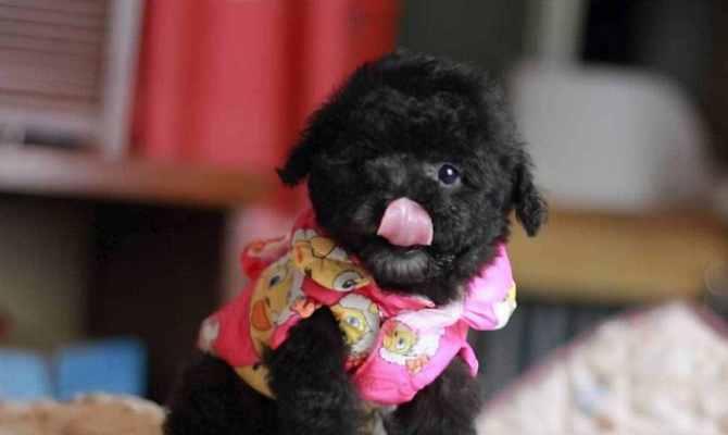 泰迪狗颜色选择指南：哪种颜色最贵最受欢迎？