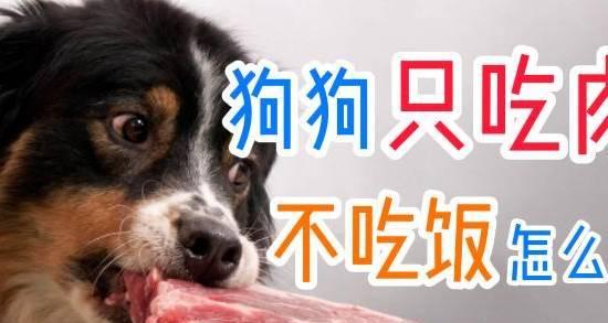 狗狗不爱动不吃肉的常见原因与改善方法详解