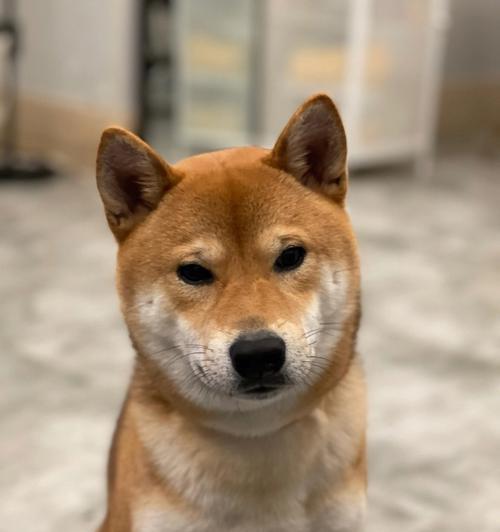 柴犬为何受欢迎?性格特点与科学饲养全指南 柴犬为何受欢迎?性格特点与科学饲养全指南