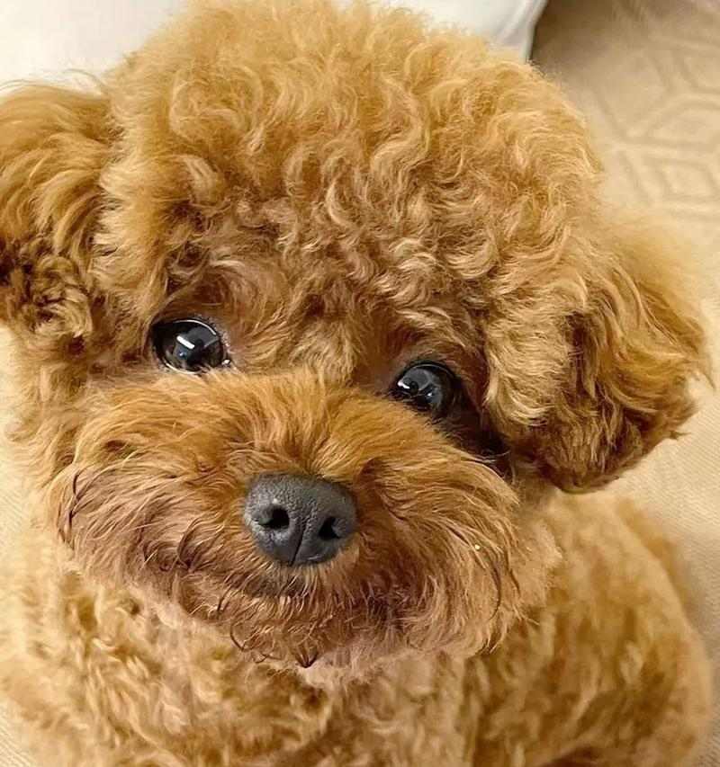 狗狗不爱动不吃肉的常见原因与改善方法详解