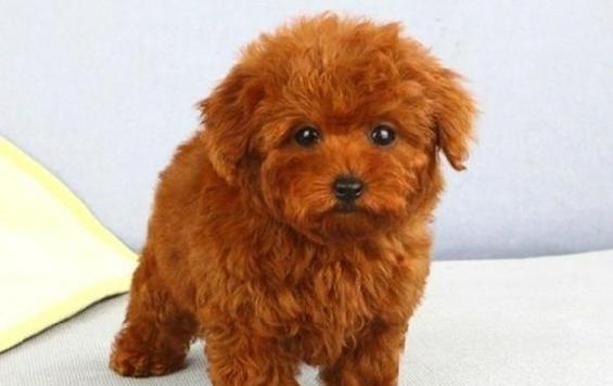 泰迪狗颜色选择指南：哪种颜色最贵最受欢迎？