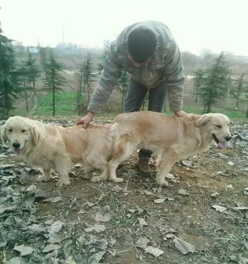 金毛配种危害与科学繁殖指南，保护犬只健康与品种纯粹