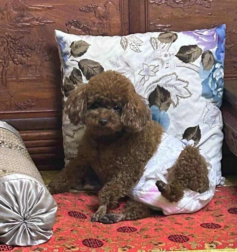 狗狗不爱动不吃肉的常见原因与改善方法详解