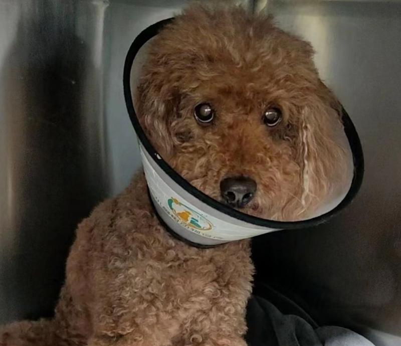 犬胰腺炎饮食疗法指南:科学喂养助康复,缓解症状促健康 犬胰腺炎饮食疗法指南:科学喂养助康复,缓解症状促健康