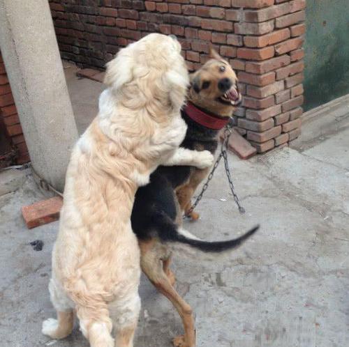 金毛配种危害与科学繁殖指南，保护犬只健康与品种纯粹