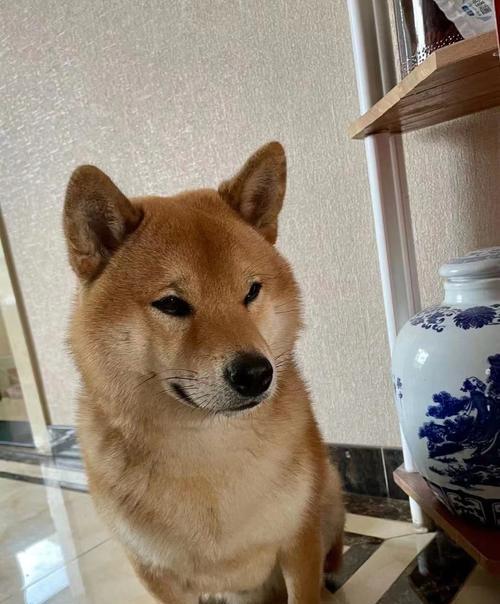 柴犬为何受欢迎?性格特点与科学饲养全指南 柴犬为何受欢迎?性格特点与科学饲养全指南