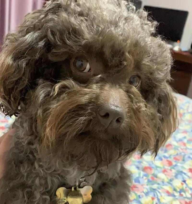 犬胰腺炎饮食疗法指南:科学喂养助康复,缓解症状促健康 犬胰腺炎饮食疗法指南:科学喂养助康复,缓解症状促健康