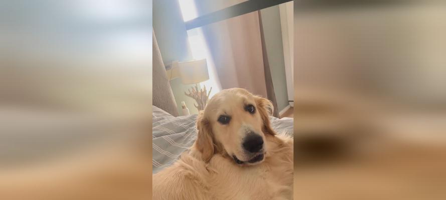 金毛配种危害与科学繁殖指南，保护犬只健康与品种纯粹