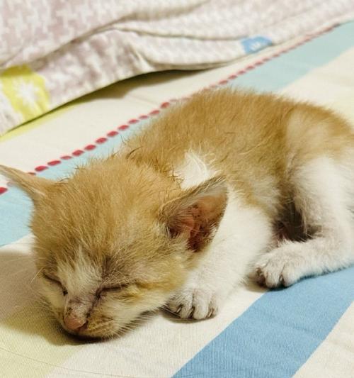 刚满月幼猫科学喂养指南,营养要点与饮食禁忌详解 刚满月幼猫科学喂养指南,营养要点与饮食禁忌详解