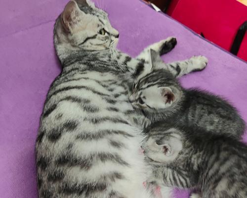 刚满月幼猫科学喂养指南,营养要点与饮食禁忌详解 刚满月幼猫科学喂养指南,营养要点与饮食禁忌详解