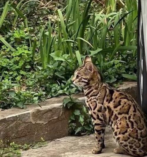 流浪猫品种多样性解析：从外貌看适应力与生存之道