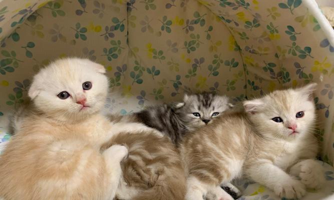 刚满月幼猫科学喂养指南,营养要点与饮食禁忌详解 刚满月幼猫科学喂养指南,营养要点与饮食禁忌详解