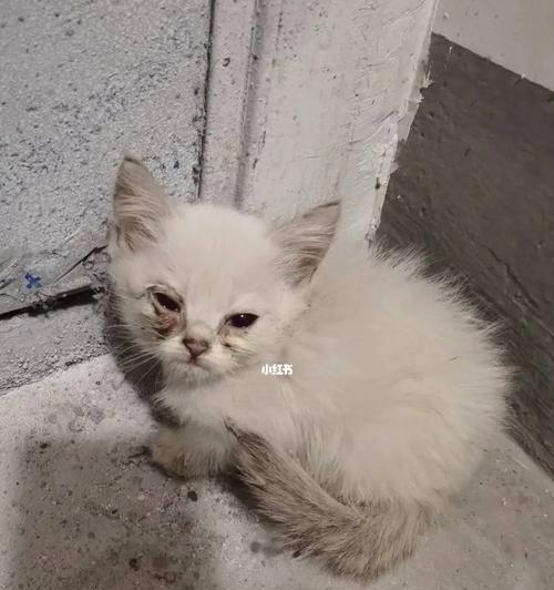 流浪猫品种多样性解析：从外貌看适应力与生存之道