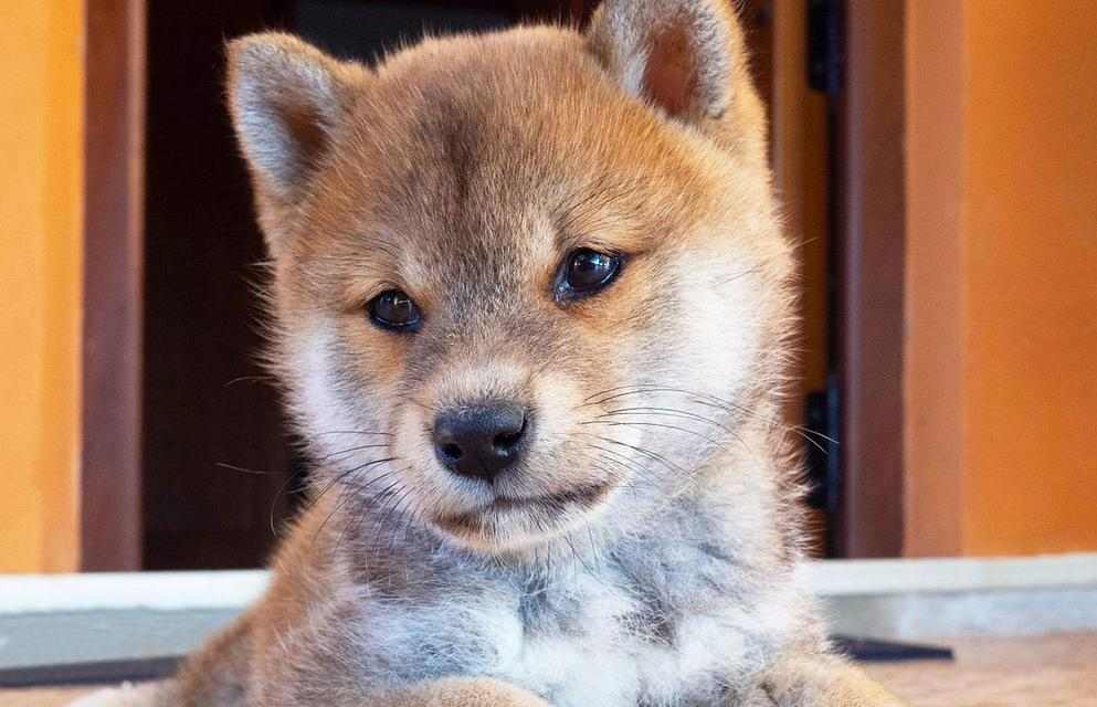 柴犬为何受欢迎?性格特点与科学饲养全指南 柴犬为何受欢迎?性格特点与科学饲养全指南