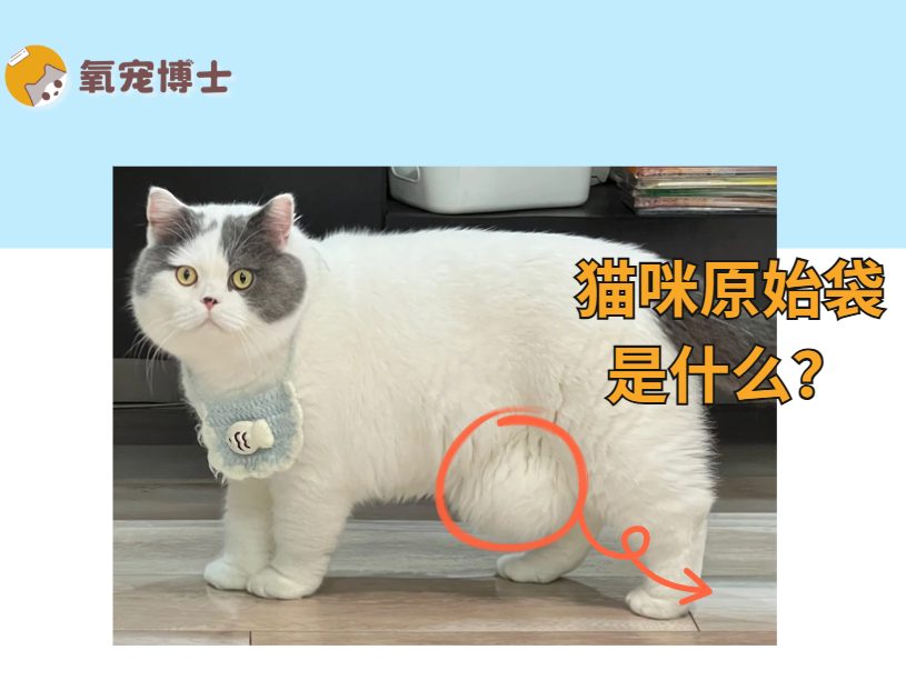 猫咪原始袋功能解析：区分肥胖与疝气的关键特征