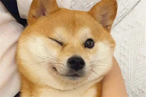 狗狗皮屑增多常见原因解析与有效应对方法指南 狗狗皮屑增多常见原因解析与有效应对方法指南