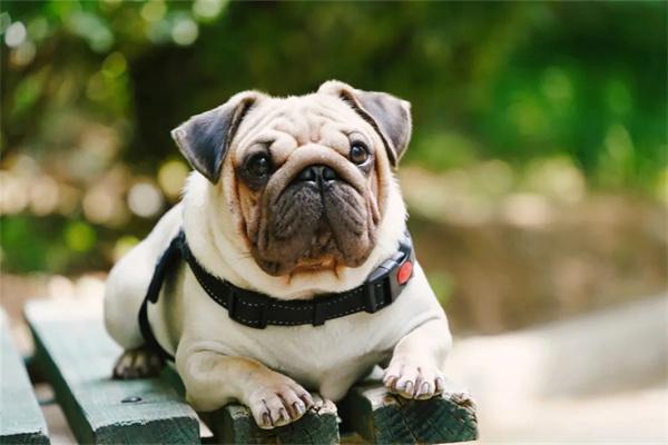 训练狗狗遵守公共场所规则:实用技巧与注意事项 训练狗狗遵守公共场所规则:实用技巧与注意事项