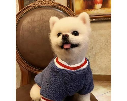 茶杯犬真的不会长大吗?揭秘生长真相与饲养费用 茶杯犬真的不会长大吗?揭秘生长真相与饲养费用