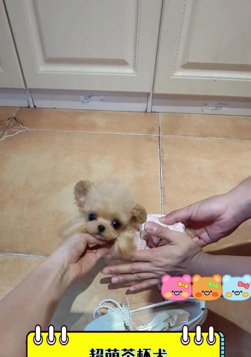 茶杯犬真的不会长大吗?揭秘生长真相与饲养费用 茶杯犬真的不会长大吗?揭秘生长真相与饲养费用