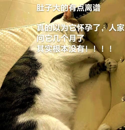 小猫肚子大原因解析与健康应对方法，养猫必看指南