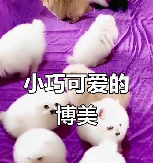 茶杯犬真的不会长大吗?揭秘生长真相与饲养费用 茶杯犬真的不会长大吗?揭秘生长真相与饲养费用