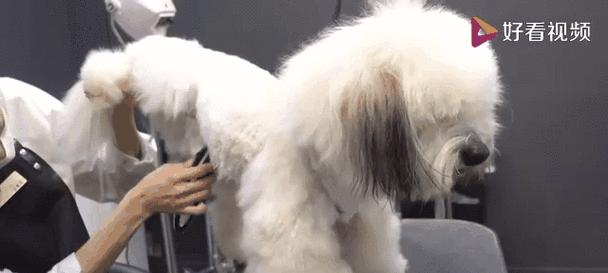 宠物狗修剪造型科学指南:频率把握与护理要点 宠物狗修剪造型科学指南:频率把握与护理要点