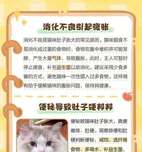 小猫肚子大原因解析与健康应对方法，养猫必看指南
