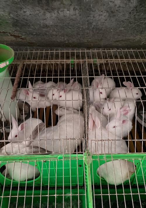 巨型肉兔品种特点优势全解析：从比利时到荷兰的养殖前景