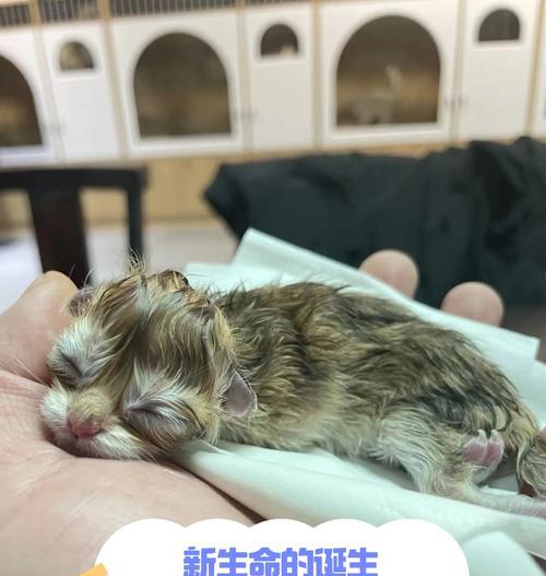 猫咪繁殖周期与生育知识详解，从发情到幼崽护理全指南