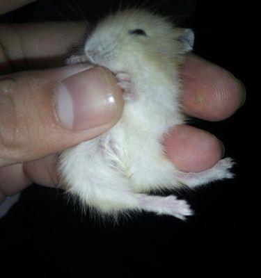 仓鼠湿尾症状识别与防治指南,守护爱宠健康 仓鼠湿尾症状识别与防治指南,守护爱宠健康