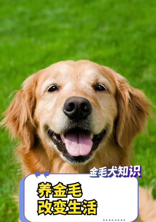 金毛狗狗口臭原因与解决方法全解析，让爱宠恢复清新呼吸